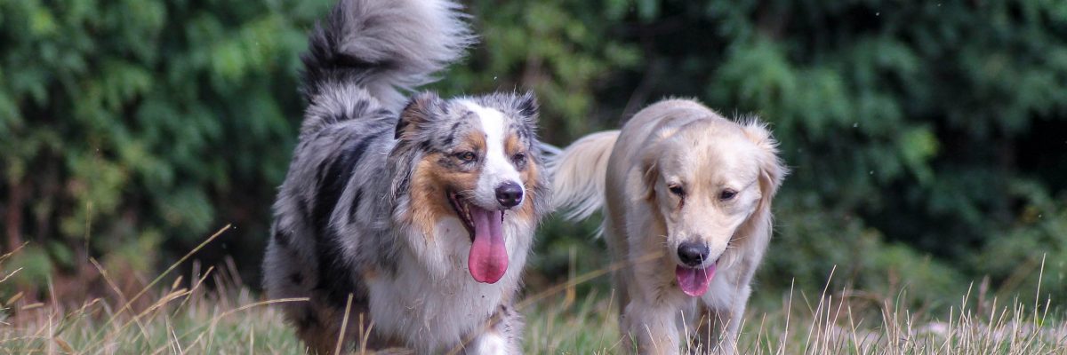 21082020-21082020-IMG_4204